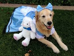 Image result for cute animals in clothes