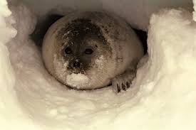 Alaska Beacon - News update