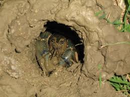 Image result for crayfish chimneys