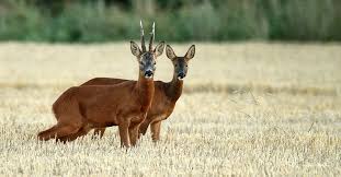 Image result for roe deer