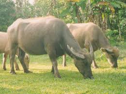 http:dewatogel777.blogspot.com