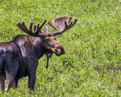 Gambar moose in the Rocky Mountains