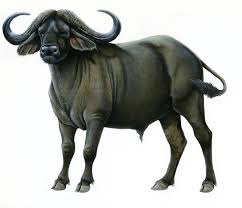 Image result for cape buffalo