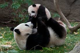 Resultado imagem para pandas