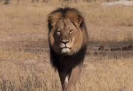 Image result for cecil lion