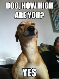 Image result for How are you meme