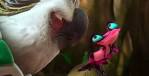 Rio 2 cast parrots singing and talking <?=substr(md5('https://encrypted-tbn2.gstatic.com/images?q=tbn:ANd9GcR2hsQIVrIBdn15UZiGa4gcVrxy1wZ9bVl1aBzpb4ZHOQQ3sa_XeO0IE3M'), 0, 7); ?>