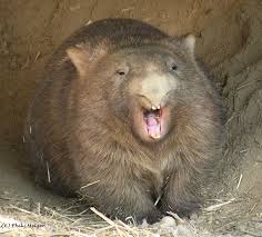 Image result for wombat