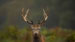  Ross Deer Population: Township Considering Feeding Ban