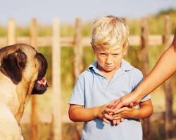 Image of Fear of animals in children