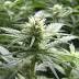 First marijuana license in Alaska goes to testing facility