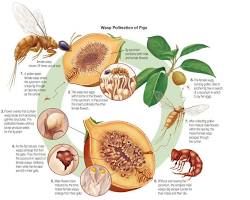 Image of Coevolution of mutualistic relationships