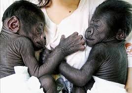 غرائب وعجائب حيوانات