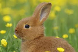 Image result for RABBIT