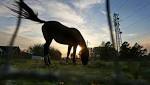  Peninsula parents examine how horses can help children with autism