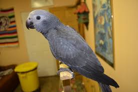 Image result for african grey parrot for sale