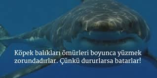 İLGİNÇ BİLGİLER ile ilgili görsel sonucu