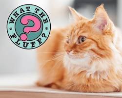 Image of cat in a loaf position