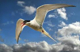 Image result for arctic tern 96,000 km