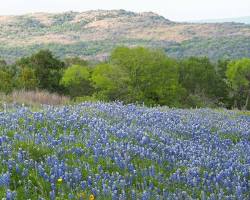 Image of Fredericksburg Texas Bluebonnets