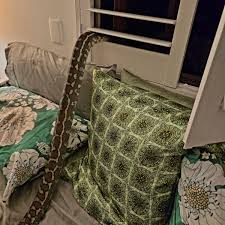 Mulher australiana acorda no meio da noite com enorme cobra píton enrolada sobre o peito