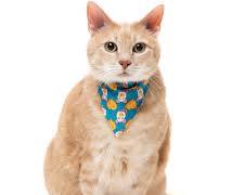 cat wearing a bandana or bow tieの画像