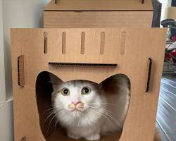 cat in cardboard boxの画像