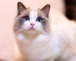 ラグドールの画像