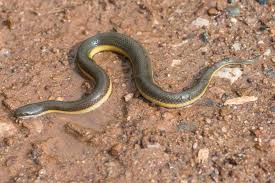 Image result for SNAKE