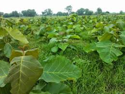 Image result for sagwan image green tree image