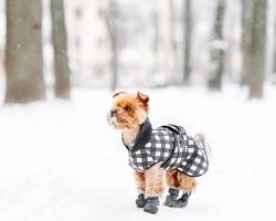 Image of dog wearing booties in the snow