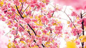 Image result for flowers