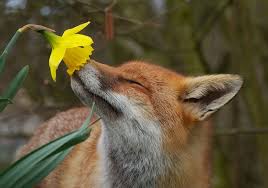 Image result for animals