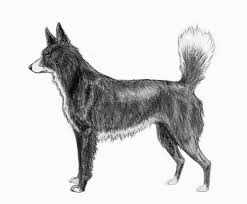 Tahltan Bear Dog