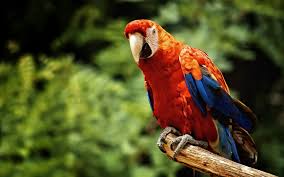 Image result for macaw parrot hd