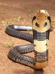 Image result for black cobra with sweet girl