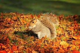 Image result for autumn pictures