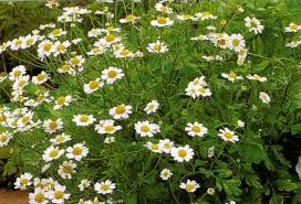 Image result for feverfew