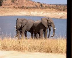 Elephants in Kgalagadi Transfrontier Park