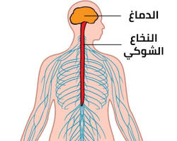 صورة النخاع الشوكي