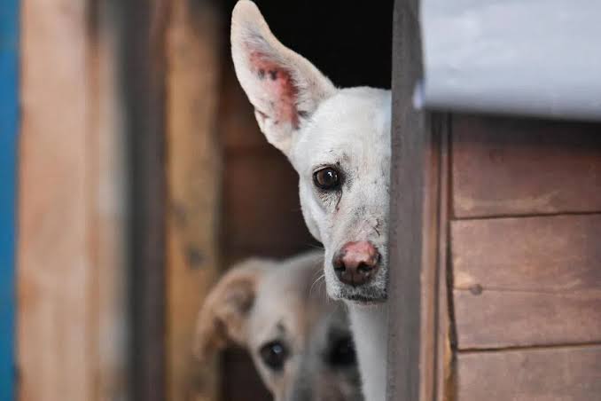 Dog abuse incident in southern China sparks protests; calls for better animal protection grow in 100+ cities as Wang Wang's killing draws global attention