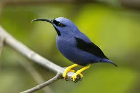 Image result for purple honeycreeper