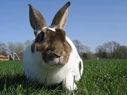 Image result for RABBIT