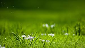 Image result for nature