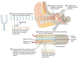 Image result for 3D HUMAN EAR SOUND