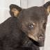 Abandoned bear cub, Smokey Junior, taken to Tampa zoo