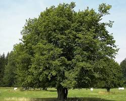Hornbeam tree