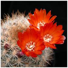 Bildergebnis für hoa xương rồng đẹp