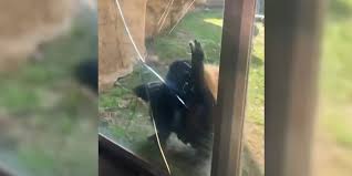 Memphis Zoo curator and witness respond following bonobo incident closes exhibit