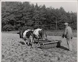 Image of Cows pulling a plow